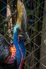 Cassowary Bird , this is real life dinosaur 