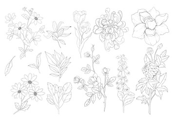 Hand drawn flowers and roses collection