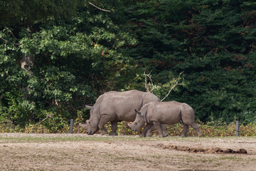 Obraz premium Rhino in the bush