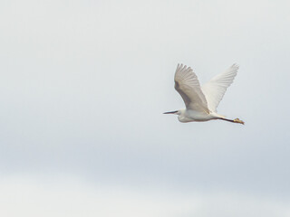 A solitary white egret, its wings spread wide, soars through a clear, pale blue sky. Its delicate features and graceful flight create a sense of tranquility and effortless freedom.