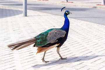 Benguela