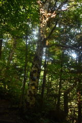 Sentiers Sutton Dos Orignal 14 Juillet 2024