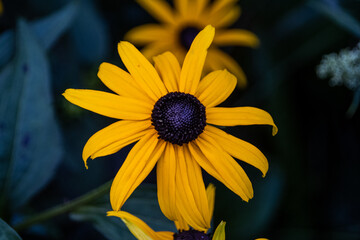 yellow flower