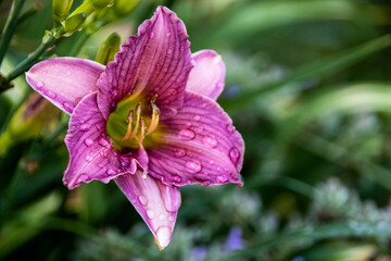 Fototapeta premium flower in the garden