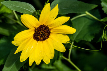 yellow flower in the garden