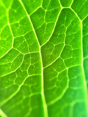 葉脈が美しい葉