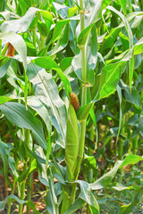Organic sweet corn growing in farm	
