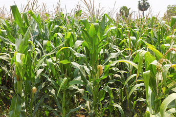 Fototapeta premium Organic sweet corn growing in farm 