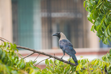 Crow sitting on tree branch
