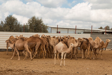 Herd of one-humped camels in a pen on a camel farm in the Negev desert in Israel
