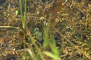 Teichfrosch (Pelophylax esculentus) in einem Tümpel voller Sumpfquendel (Peplis portula).