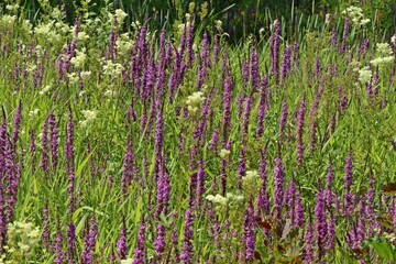 Sumpfgebiet mit Blutweiderich (Lythrum salicaria) und Echtem Mädesüß (Filipendula ulmaria)