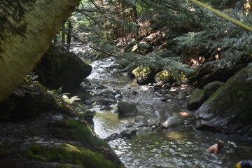 Sentiers Sutton Dos Orignal 14 Juillet 2024