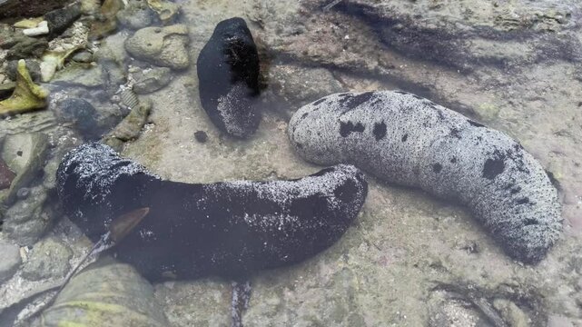 Black sea cucumbers are in sea water. 4K Indonesia sea cucumber, Holothuria atra.