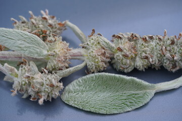 Close up of the soft leaf hairs on the upper side of the lambs ear (Stachys byzantina), a very...