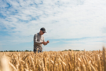 Farmer checking the quality of his wheat field before harvesting © Rob Wilkinson