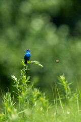 Vibrant Indigo Bunting Perched on Greenery