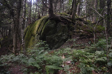 Sentiers Sutton Dos Orignal 14 Juillet 2024