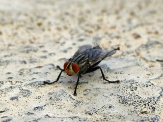 Large size Fly closeup image with hairy body and legs standing on rough surface