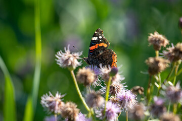 Admiral butterfly close-up in nature in summer.