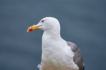 Closeup of Yellow-legged Gull with its red eye ring on the Cies Islands