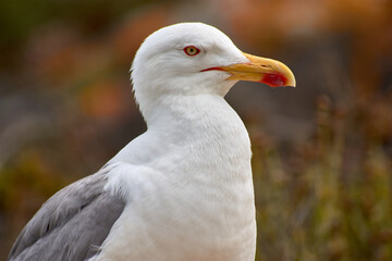 Closeup of Yellow-legged Gull with its red eye ring on the Cies Islands