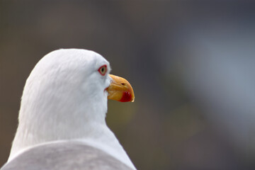 Closeup of Yellow-legged Gull with its red eye ring on the Cies Islands