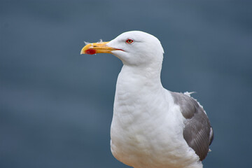 Closeup of Yellow-legged Gull with its red eye ring on the Cies Islands