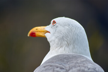 Closeup of Yellow-legged Gull with its red eye ring on the Cies Islands