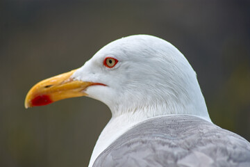 Closeup of Yellow-legged Gull with its red eye ring on the Cies Islands