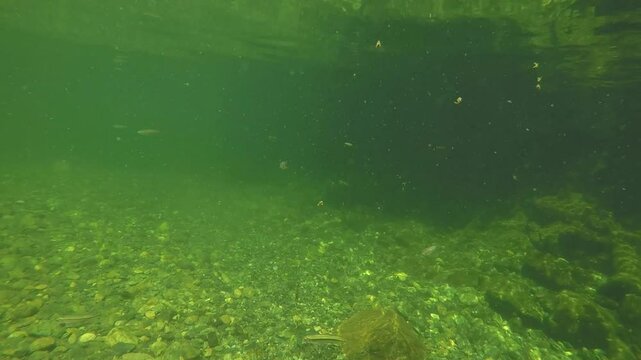 Fiume e pesci