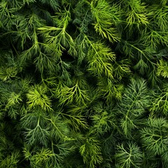Fototapeta premium Dill sprig texture background, fresh fennel twigs pattern, raw herb plant bunch banner, fragrant dill leaves