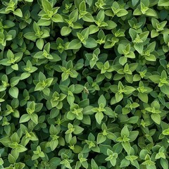 Oregano texture background, origanum vulgare green leaves pattern, wild marjoram banner, sweet marjoram