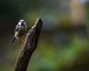 Blue tit sits on a branch, looking towards the camera
