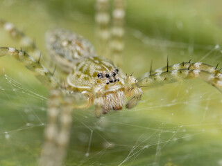 Spider on a leaf