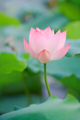 Obraz premium Pink lotus flowers bloom in the pond in summer