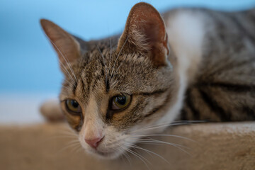 Montenegro's Herceg Novi: close up of a cat