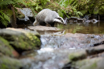European Badger,Meles meles, exploring a forest stream. Ground level captured in its natural habitat, highlighting the lush greenery and tranquil environment.