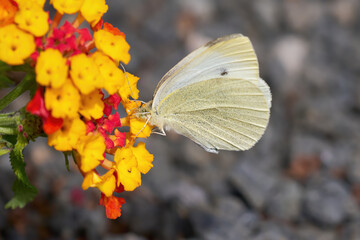 Kleiner Kohlweißling (Pieris rapae) Schmetterling auf gelb rotem Wandelröschen (Lantana camara) in Arrecife, Lanzarote