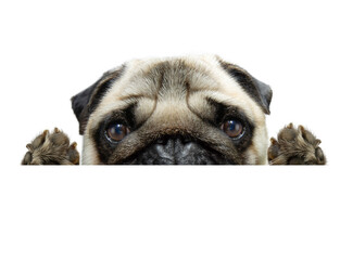 Close-up hide  pug puppy dog peeking out holding its paws in a blank. Isolated on white background