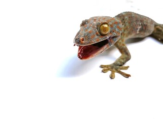 Gecko on white background