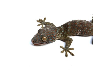lizard gecko on white background