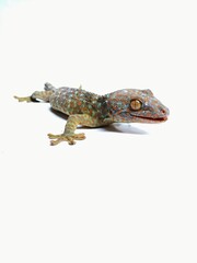 lizard gecko on white background