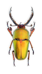 Inesct beetle collection: Lamprima adolphinae (Gestro, 1875)