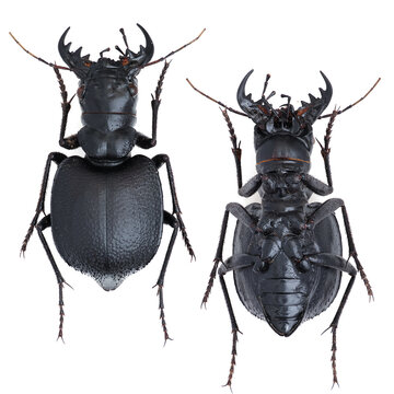 Inesct beetle collection: Manticora latipennis Waterhouse, 1837