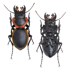 Inesct beetle collection: Mouhotia gloriosa Laporte, 1862 