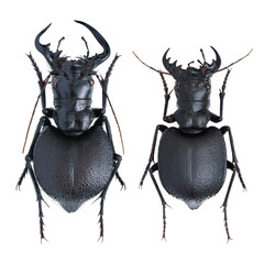 Inesct beetle collection: Manticora latipennis Waterhouse, 1837