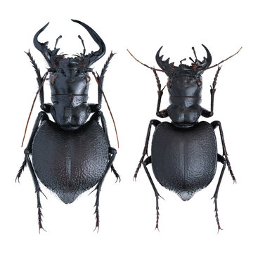 Inesct beetle collection: Manticora latipennis Waterhouse, 1837