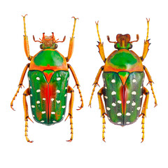 Inesct beetle collection: Stephanorrhina guttata (Olivier, 1789)  