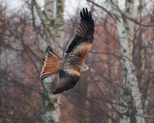 Red kite (Milvus milvus)